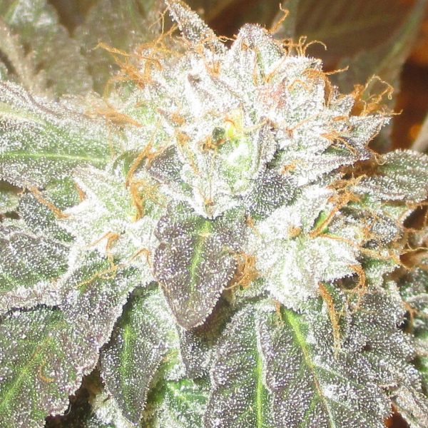 An image of Cherry Freeze