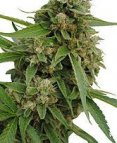 An image of CBD Bubba Kush