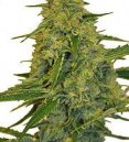 An image of CBD Chem Dawg
