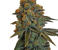 An image of CBD D Diesel