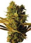 An image of CBD Hammer Shark
