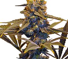 An image of CBD New York Diesel