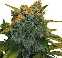 An image of CBD Sensi Star