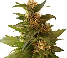 An image of CBD Sweet Hemp