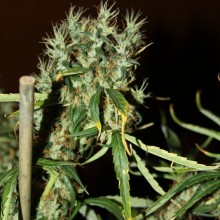 An image of CBD Mango Haze