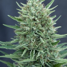 An image of CBD MedGom Auto