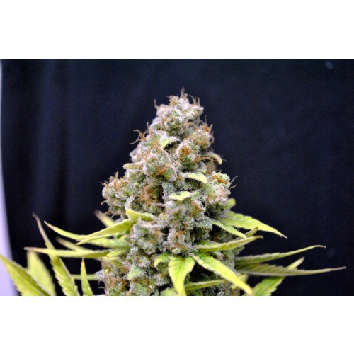 An image of CBD Shark