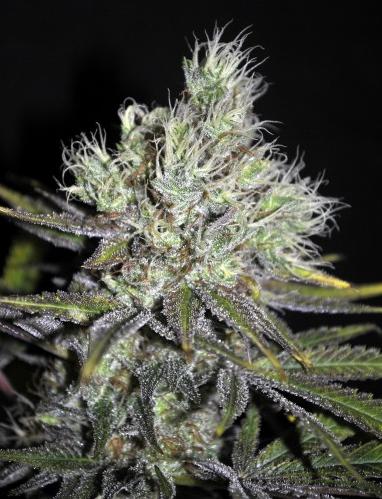 An image of CBD S'n'S Widow