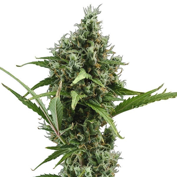 An image of Auto Amnesia
