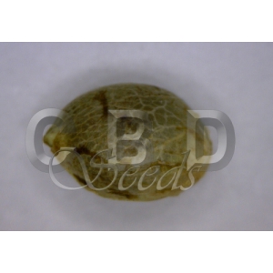 An image of Auto Critical