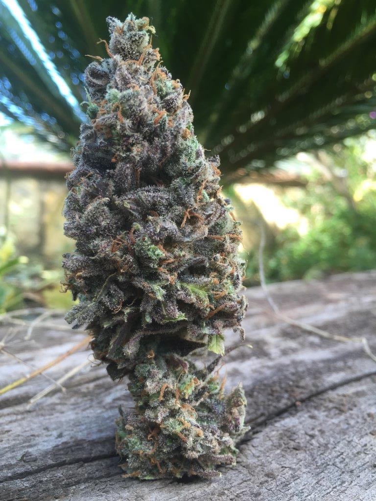 An image of CBD Amnesia