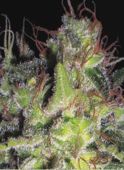 An image of Vanilla Haze