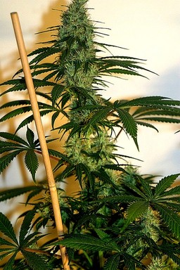 An image of Citral Skunk