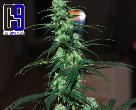 An image of NL5 Haze Jack 33