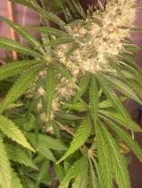 An image of Pure Hashplant