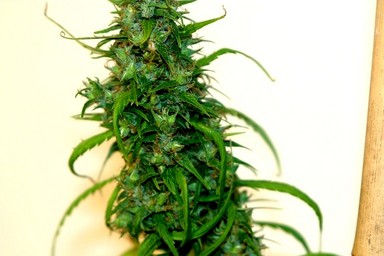 An image of Red Colombian Haze