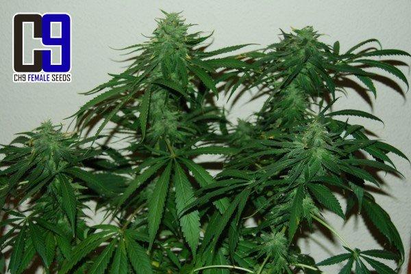 An image of White Shark 33
