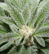 An image of Alexander Kush
