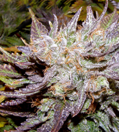 An image of Blue Geez