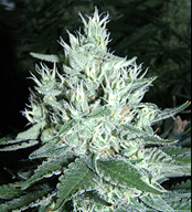 An image of Goddess OG