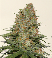 An image of Satori Haze