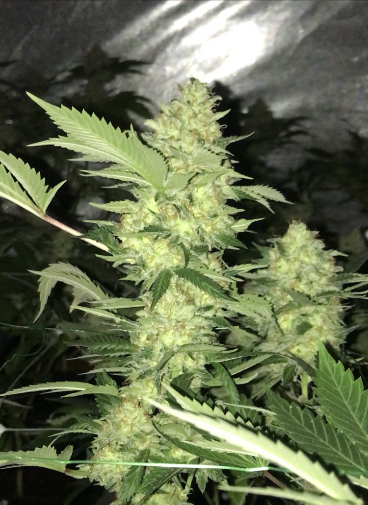 An image of Tropical Punch