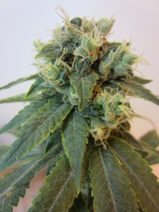An image of Emerald OG x Headband