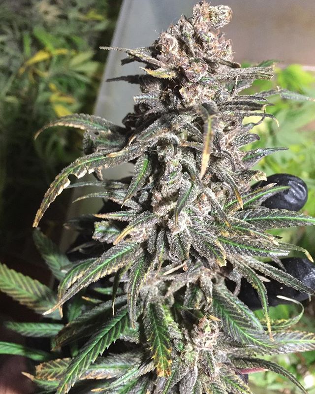 An image of Panama Red Pure