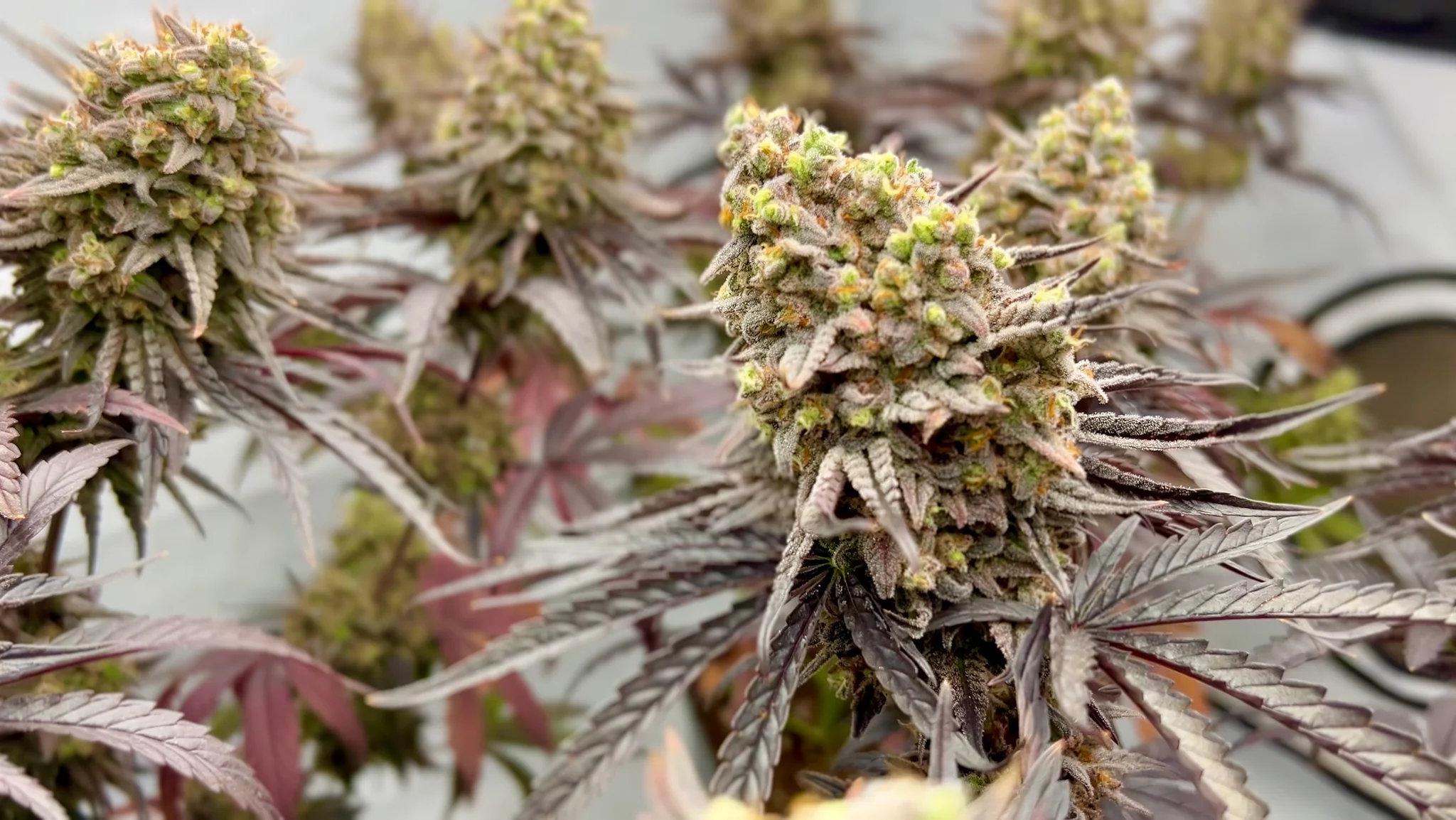 An image of Frosty's Kush Pie