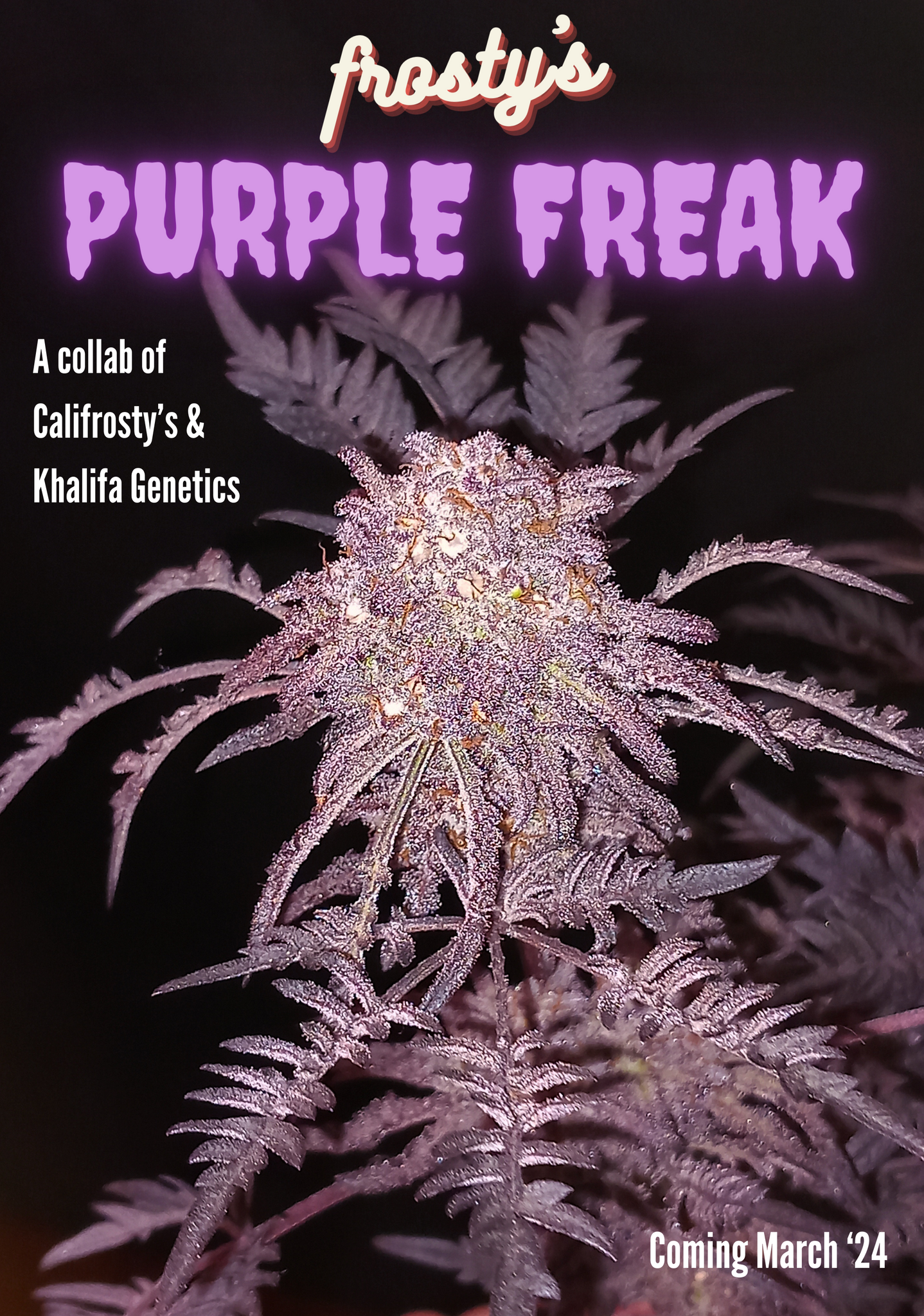 An image of Frosty's Purple Freak