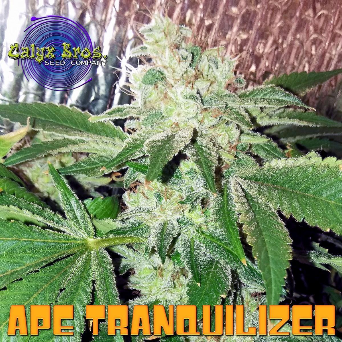 An image of Ape Tranquilizer