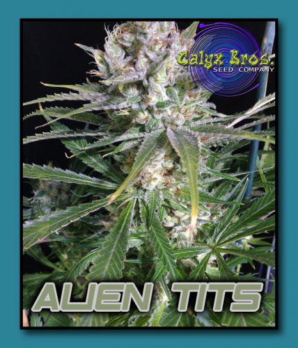 An image of Alien Tits