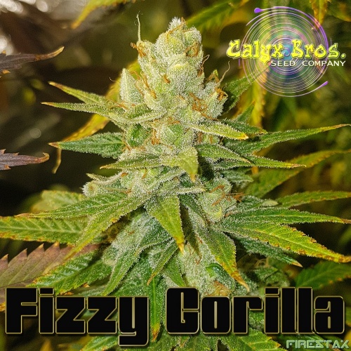 An image of Fizzy Gorilla