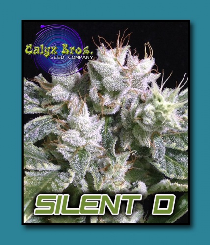 An image of Silent D