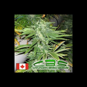An image of Bunker Bud