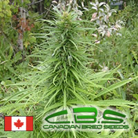An image of Early Sativa