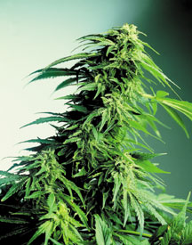 An image of Hindu Kush x Hindu Kush