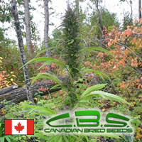 An image of Mountain Bud