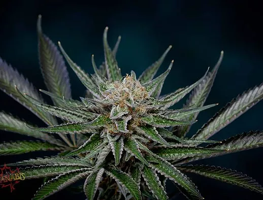 An image of Bombers Dessert Kush