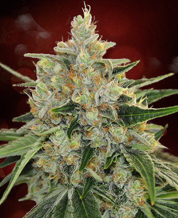 An image of Canadian Widow