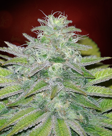 An image of Canadian Widow Auto