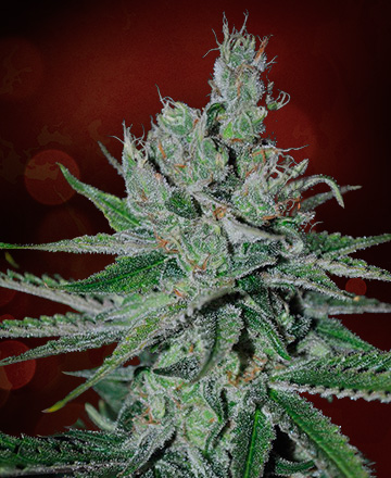 An image of Double Jack Auto