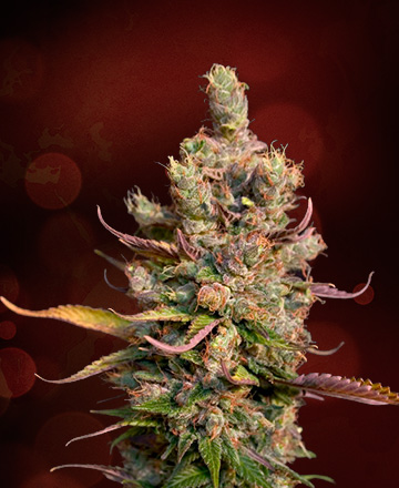 An image of Royal Canadian Haze Auto