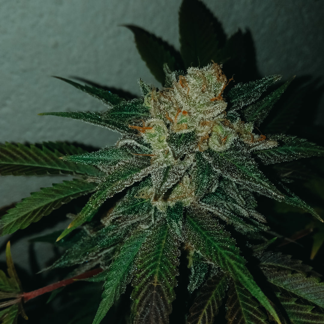 An image of Dry Queen