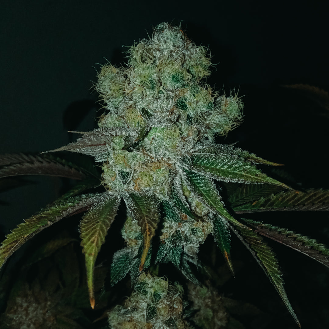 An image of No Trim