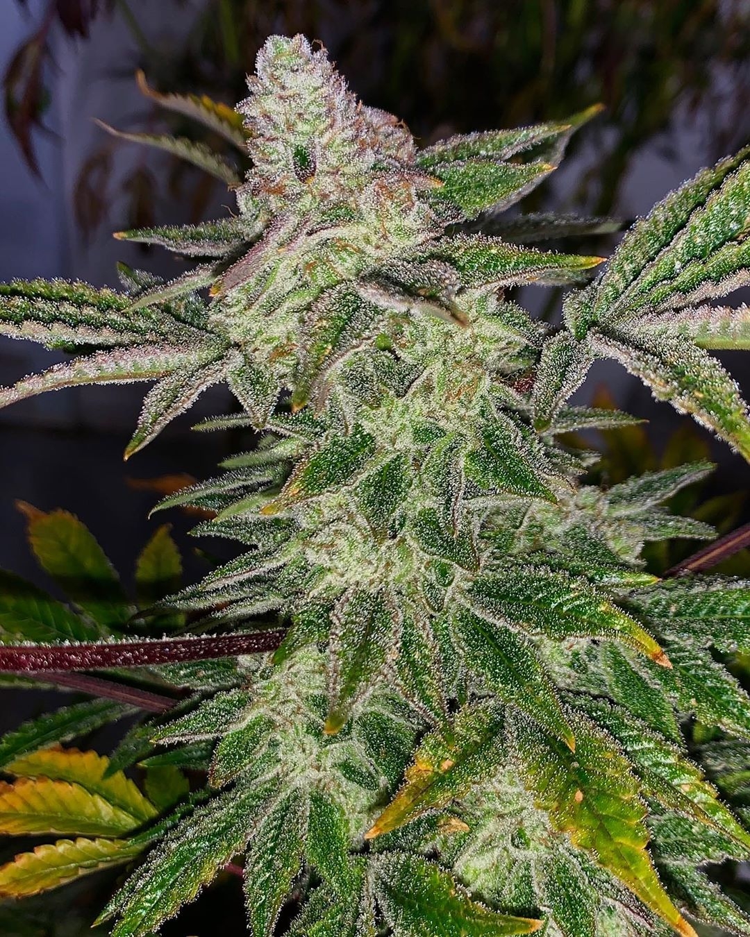 An image of Gorilla Wreck