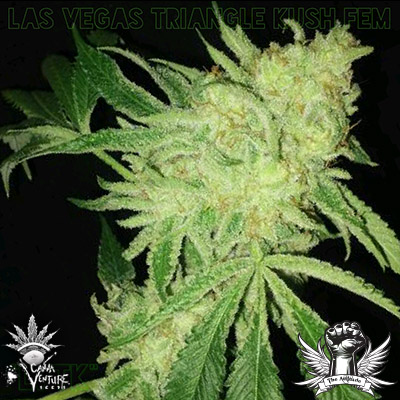 An image of Las Vegas Triangle Kush