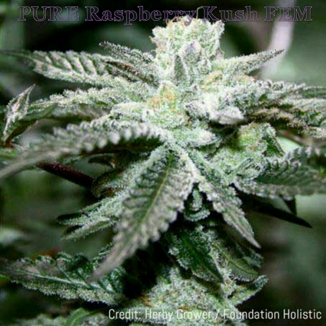An image of Pure Raspberry Kush