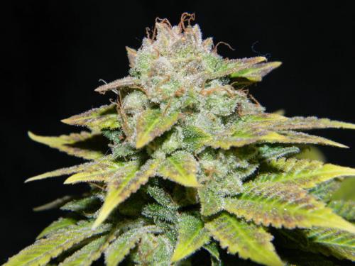 An image of Sin Diesel