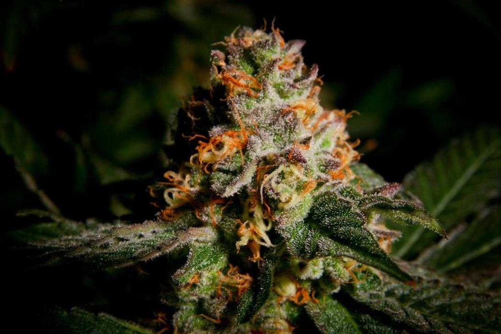 An image of Tennessee Purple Kush